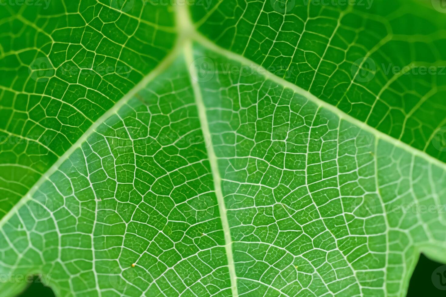 Exploring the Sublime Beauty of a Beautiful Macro Leaf, Where Intricate Veins and Vivid Textures Unfold, Creating an Enchanting Microcosm of Nature's Delicate Artistry photo