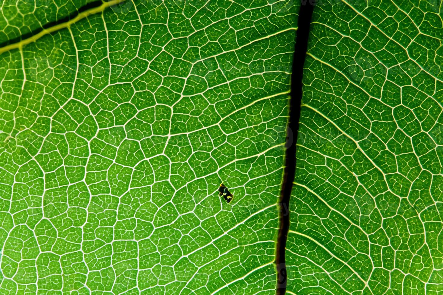Unveiling Nature's Splendor in Every Delicate Vein, a Kaleidoscope of Beauty Adorns this Close-Up Elegance, where Greenery Becomes an Intricate Tapestry of Life photo