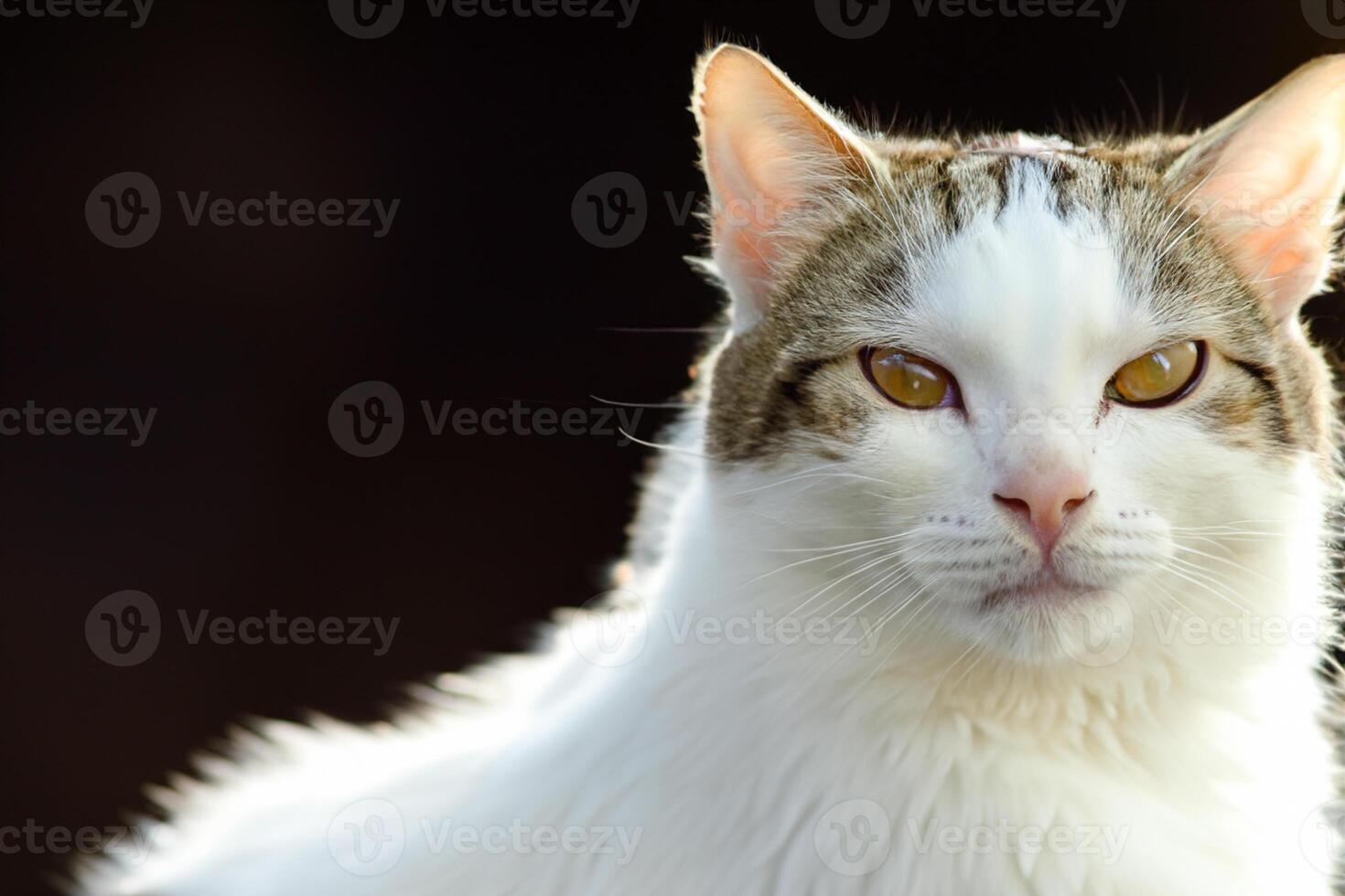 Exploring the Allure of a Beautiful Scottish Fold Cat, where Whiskered Elegance and Playful Charm Unite in a Mesmerizing Portrait of Cuddly Delight photo