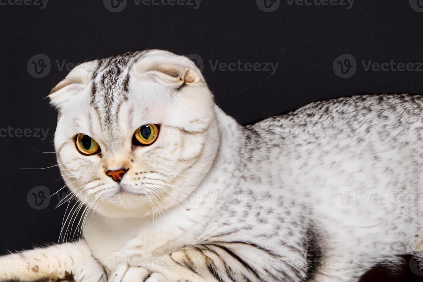 Exploring the Allure of a Beautiful Scottish Fold Cat, where Whiskered Elegance and Playful Charm Unite in a Mesmerizing Portrait of Cuddly Delight photo