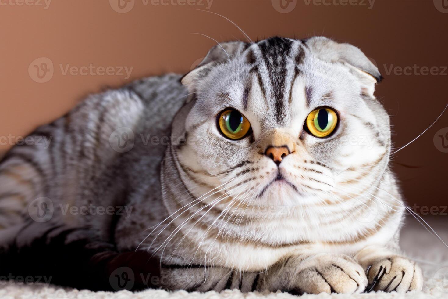 Exploring the Allure of a Beautiful Scottish Fold Cat, where Whiskered Elegance and Playful Charm Unite in a Mesmerizing Portrait of Cuddly Delight photo