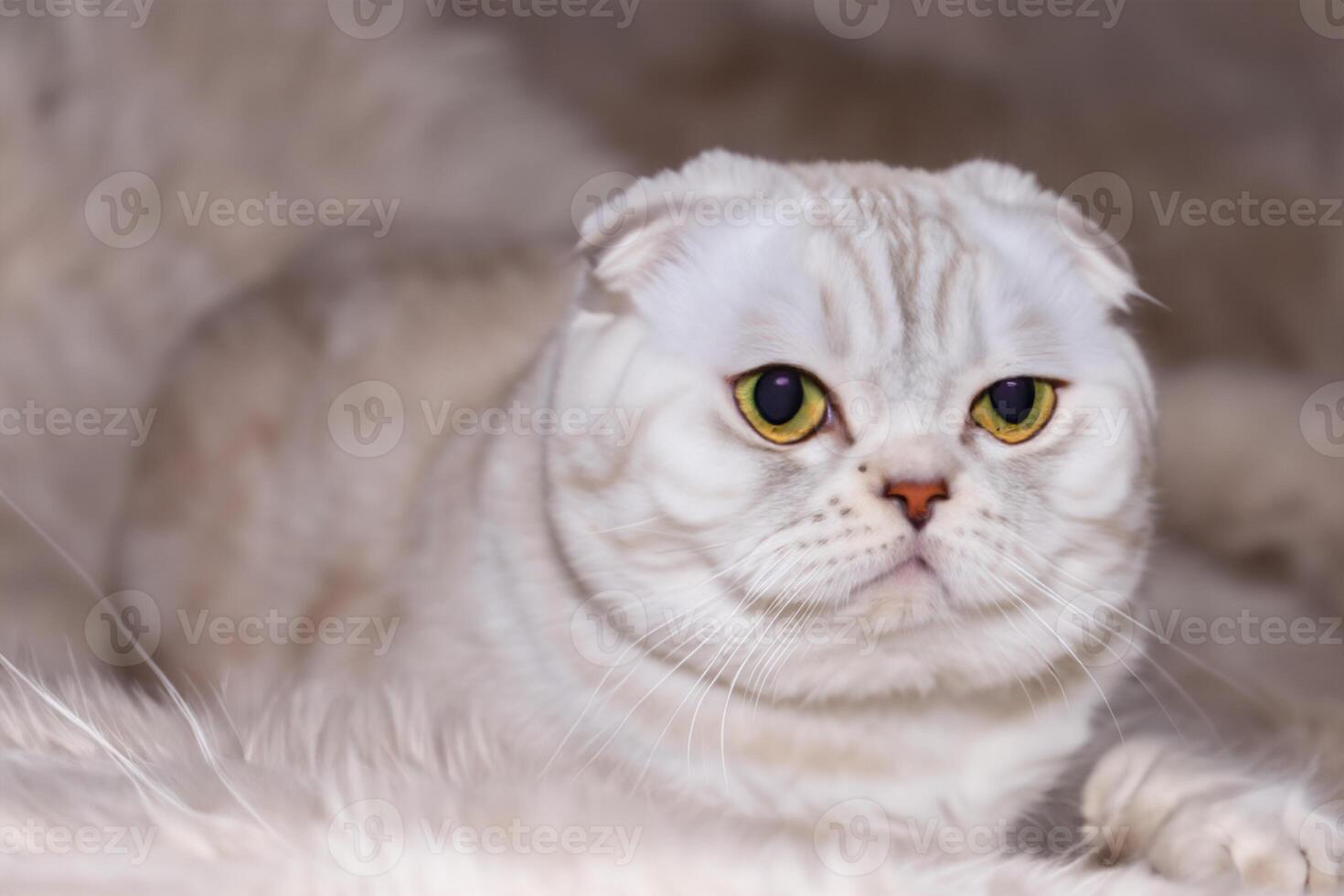 Exploring the Allure of a Beautiful Scottish Fold Cat, where Whiskered Elegance and Playful Charm Unite in a Mesmerizing Portrait of Cuddly Delight photo