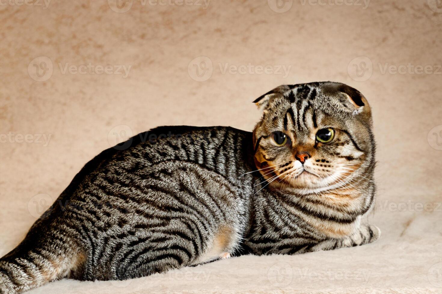 Exploring the Allure of a Beautiful Scottish Fold Cat, where Whiskered Elegance and Playful Charm Unite in a Mesmerizing Portrait of Cuddly Delight photo
