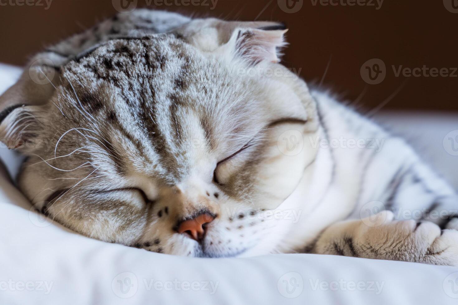 Embracing the Beauty of a Beautiful Cute Whiskered Charm Scottish Fold, Where Playful Elegance and Endearing Whiskers Combine in a Captivating Portrait of Feline Delight, Bringing Joy to Every Heart photo