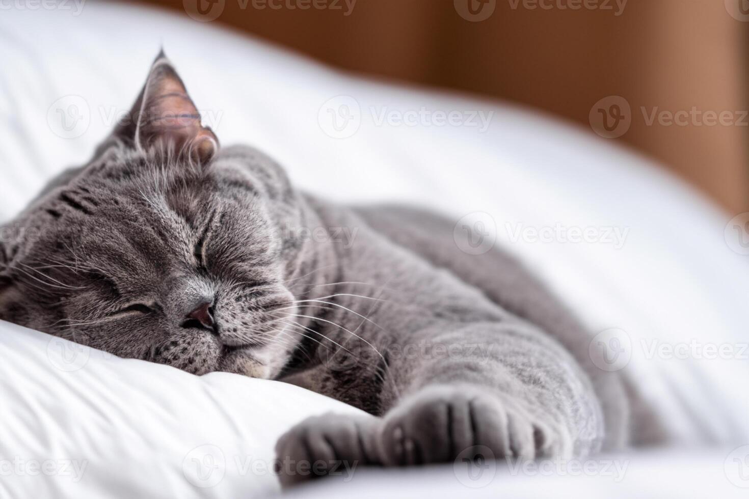 Unveiling the Irresistible Charms of a Beautiful Whiskered Scottish Fold, Where Playful Elegance Meets Feline Grace, Creating a Mesmerizing Portrait of Cuddly Whiskers and Endearing Fluffiness photo