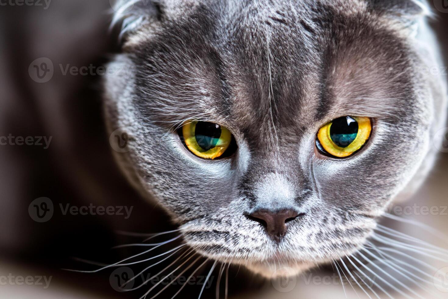 Exploring the Allure of a Beautiful Scottish Fold Cat, where Whiskered Elegance and Playful Charm Unite in a Mesmerizing Portrait of Cuddly Delight photo