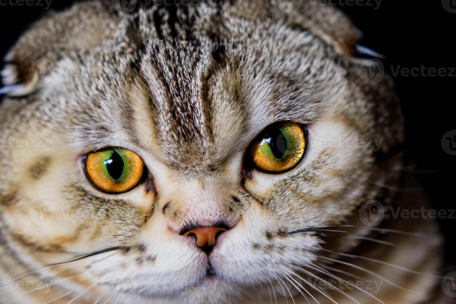 Exploring the Allure of a Beautiful Scottish Fold Cat, where Whiskered Elegance and Playful Charm Unite in a Mesmerizing Portrait of Cuddly Delight photo
