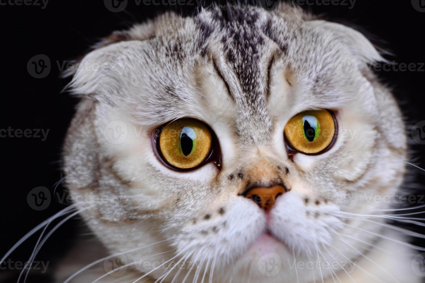 Exploring the Allure of a Beautiful Scottish Fold Cat, where Whiskered Elegance and Playful Charm Unite in a Mesmerizing Portrait of Cuddly Delight photo