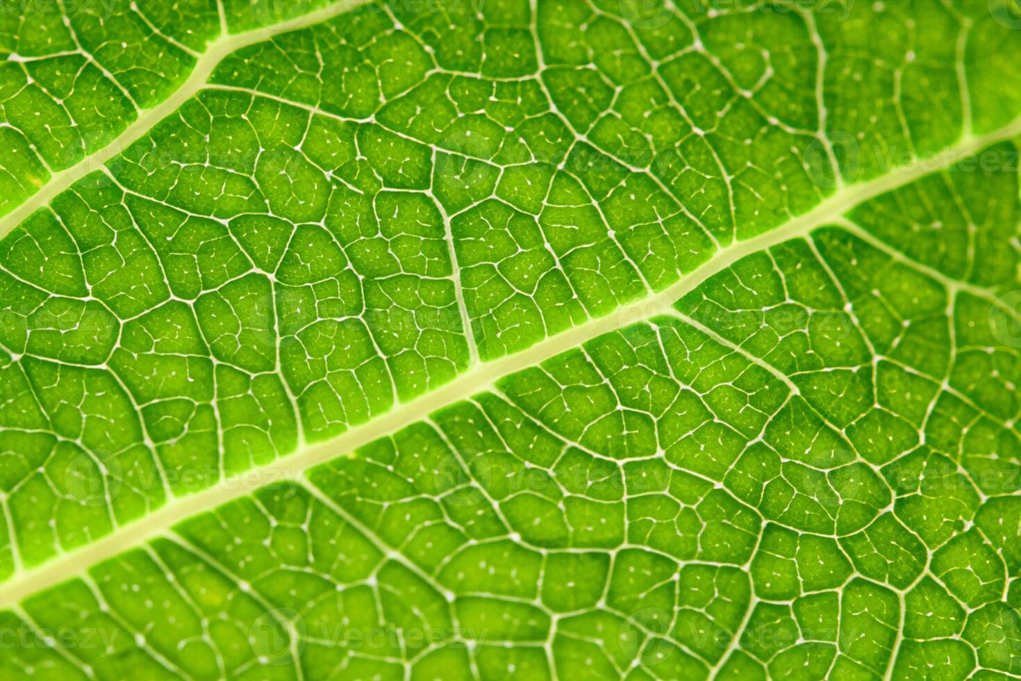Exploring the Sublime Beauty of a Beautiful Macro Leaf, Where Intricate Veins and Vivid Textures Unfold, Creating an Enchanting Microcosm of Nature's Delicate Artistry photo
