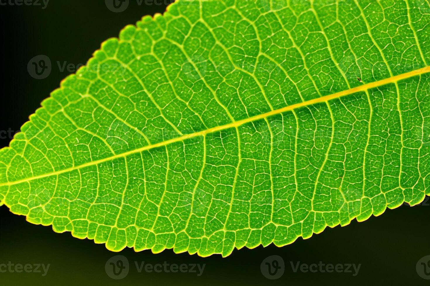 Exploring the Sublime Beauty of a Beautiful Macro Leaf, Where Intricate Veins and Vivid Textures Unfold, Creating an Enchanting Microcosm of Nature's Delicate Artistry photo