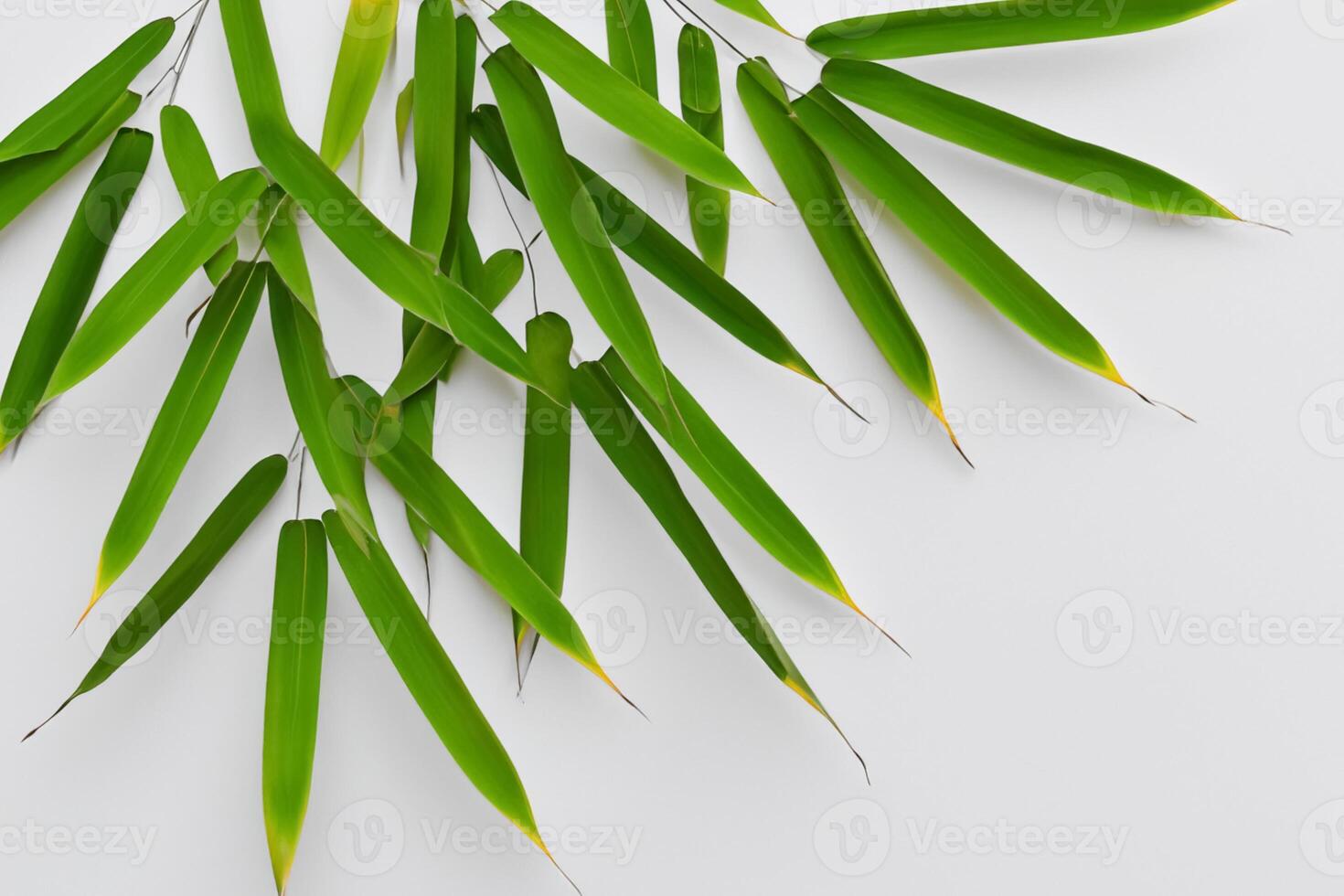 Embracing the Allure of Beautiful Bamboo Leaves, where Graceful Green Blades Dance in Harmonious Symphony, Creating a Tranquil Oasis of Nature's Poise and Timeless Beauty photo