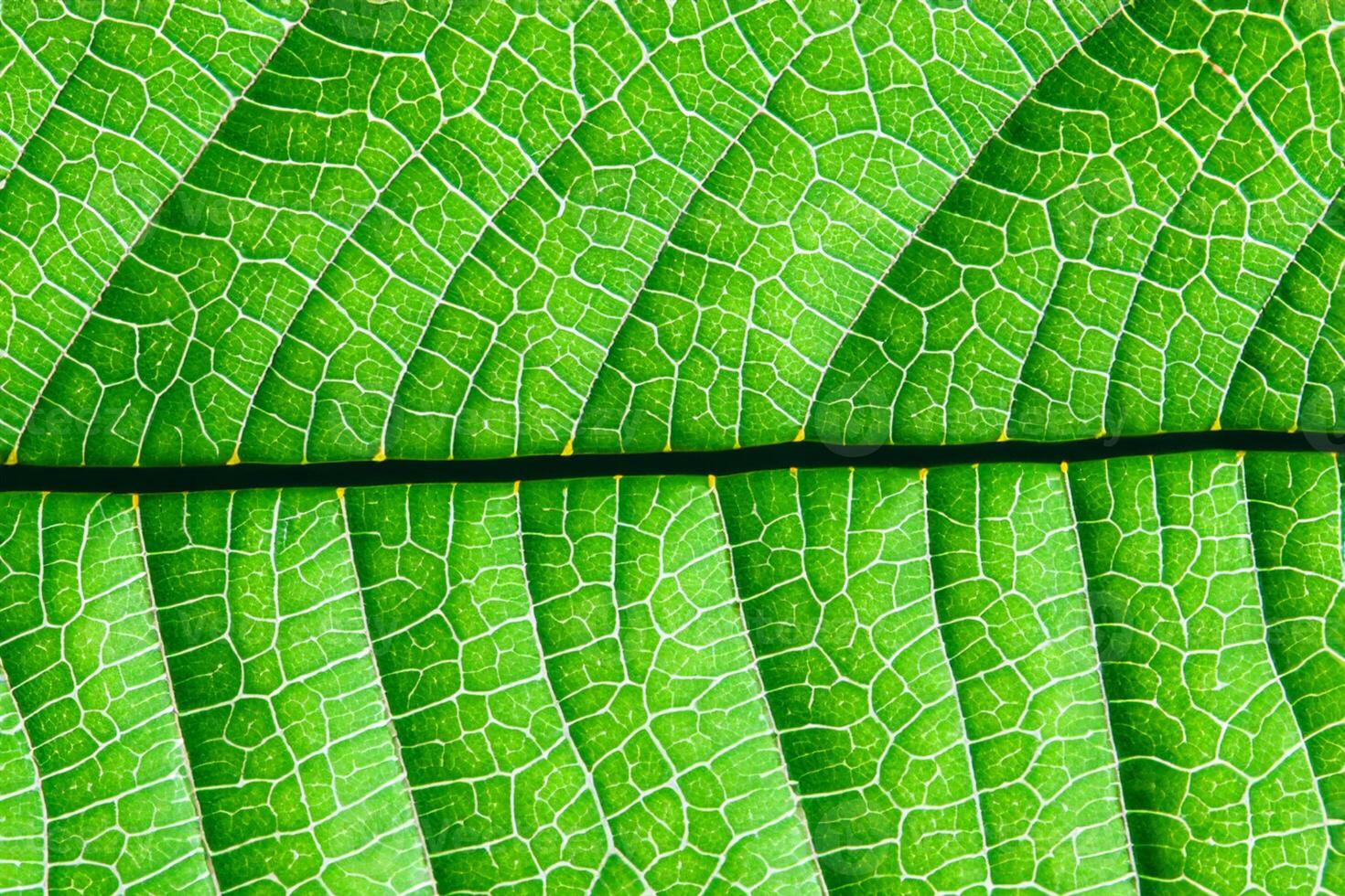 Exploring the Sublime Beauty of a Beautiful Macro Leaf, Where Intricate Veins and Vivid Textures Unfold, Creating an Enchanting Microcosm of Nature's Delicate Artistry photo