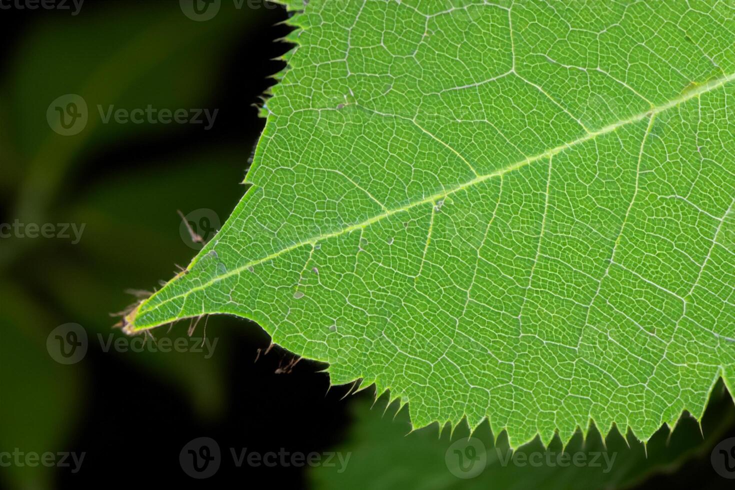 Exploring the Sublime Beauty of a Beautiful Macro Leaf, Where Intricate Veins and Vivid Textures Unfold, Creating an Enchanting Microcosm of Nature's Delicate Artistry photo