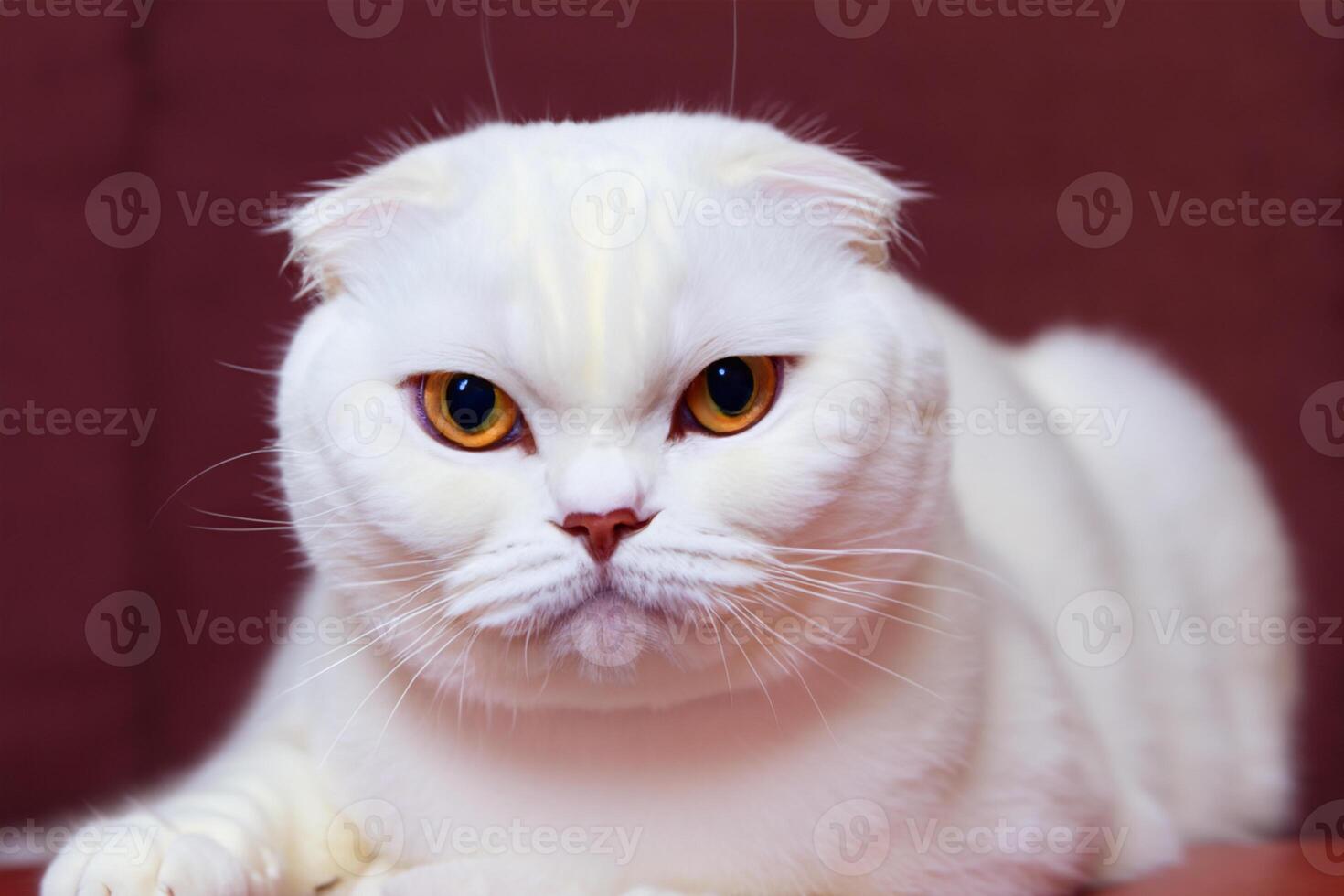 Exploring the Allure of a Beautiful Scottish Fold Cat, where Whiskered Elegance and Playful Charm Unite in a Mesmerizing Portrait of Cuddly Delight photo
