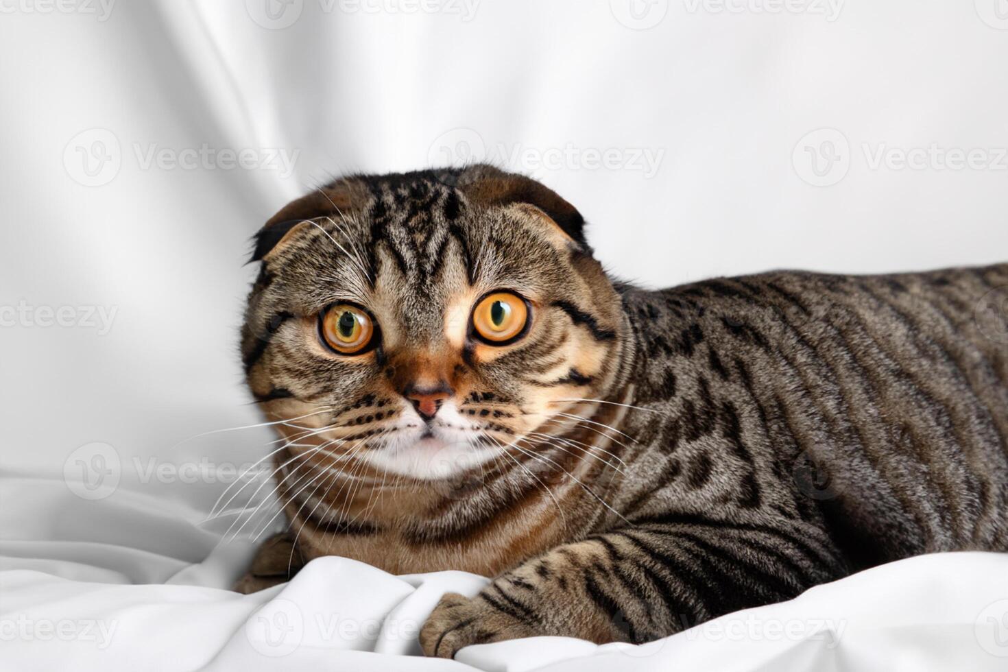 Embracing the Beauty of a Beautiful Cute Whiskered Charm Scottish Fold, Where Playful Elegance and Endearing Whiskers Combine in a Captivating Portrait of Feline Delight, Bringing Joy to Every Heart photo
