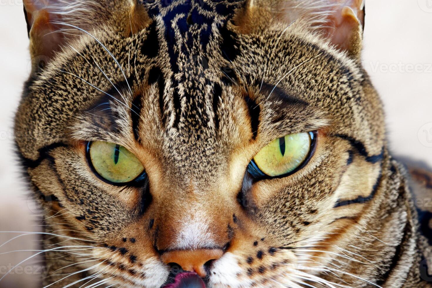 Exploring the Allure of a Beautiful Scottish Fold Cat, where Whiskered Elegance and Playful Charm Unite in a Mesmerizing Portrait of Cuddly Delight photo