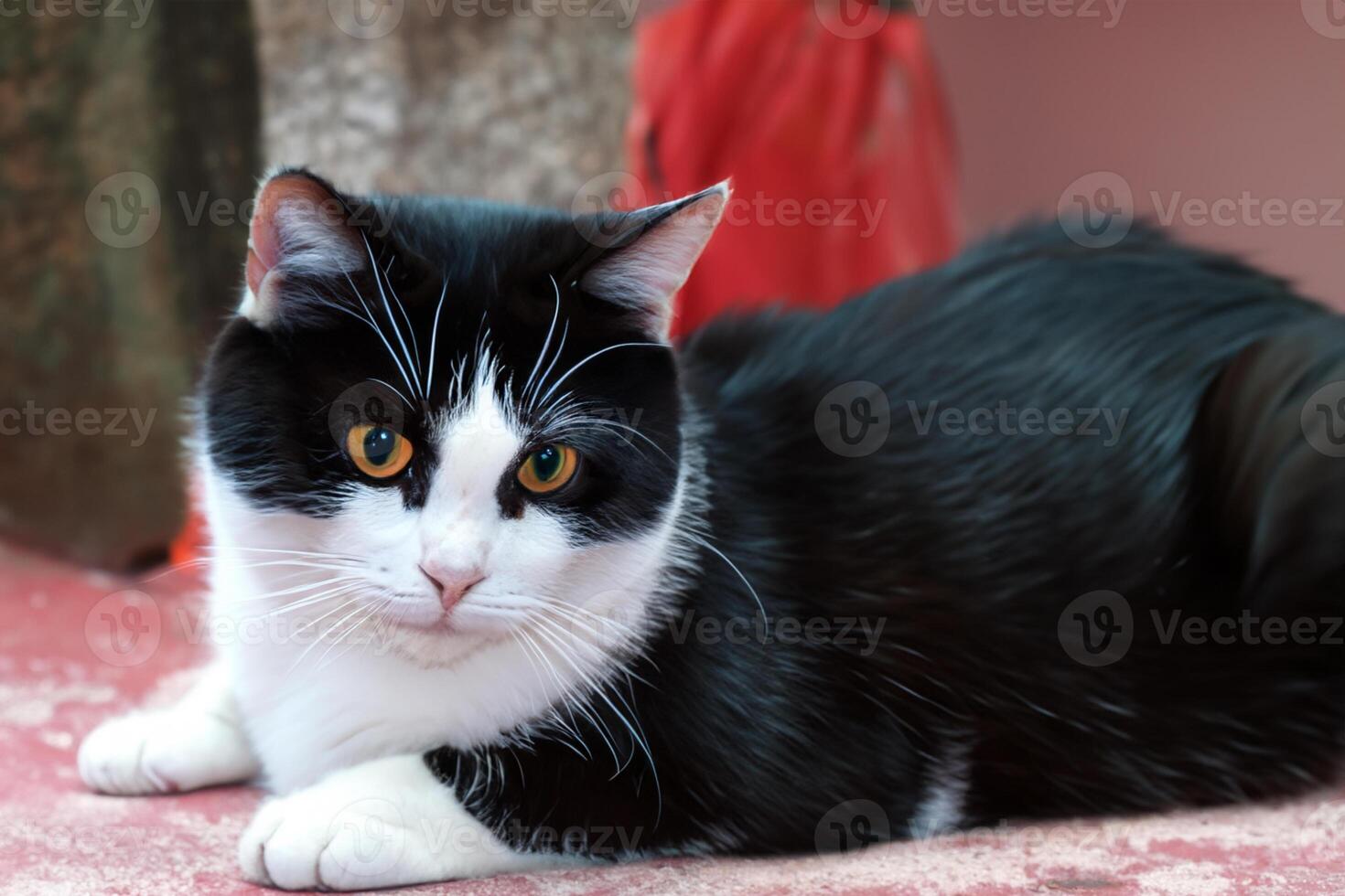 Exploring the Allure of a Beautiful Scottish Fold Cat, where Whiskered Elegance and Playful Charm Unite in a Mesmerizing Portrait of Cuddly Delight photo