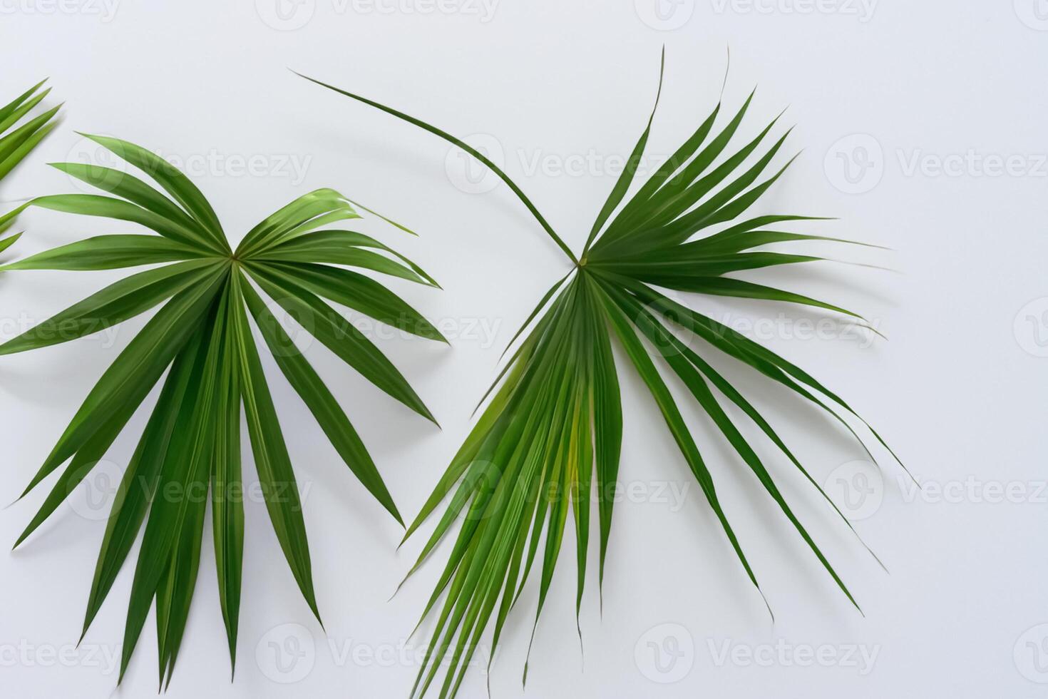 Reveling in the Tropical Splendor of Beautiful Palm Leaves, Where Sun-Kissed Fronds Sway in Nature's Rhythm, Crafting a Breathtaking Tapestry of Exotic Elegance and Endless Tranquility photo