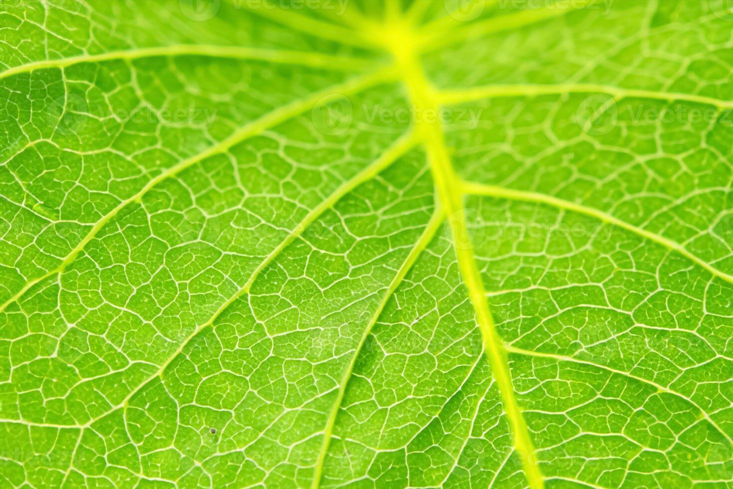 Unveiling Nature's Splendor in Every Delicate Vein, a Kaleidoscope of Beauty Adorns this Close-Up Elegance, where Greenery Becomes an Intricate Tapestry of Life photo