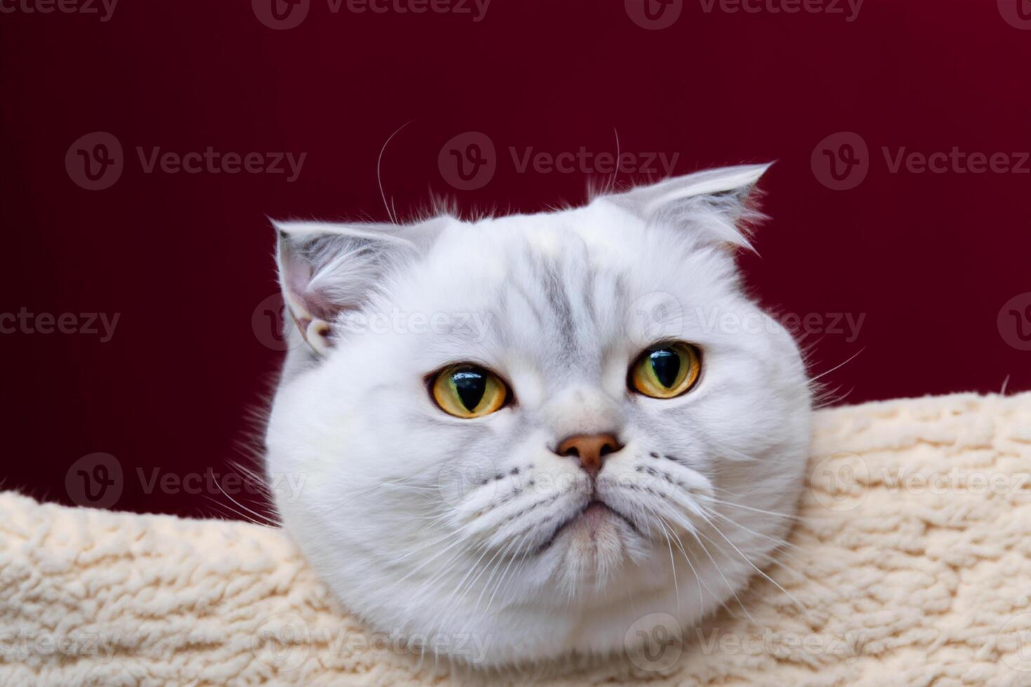 Exploring the Allure of a Beautiful Scottish Fold Cat, where Whiskered Elegance and Playful Charm Unite in a Mesmerizing Portrait of Cuddly Delight photo