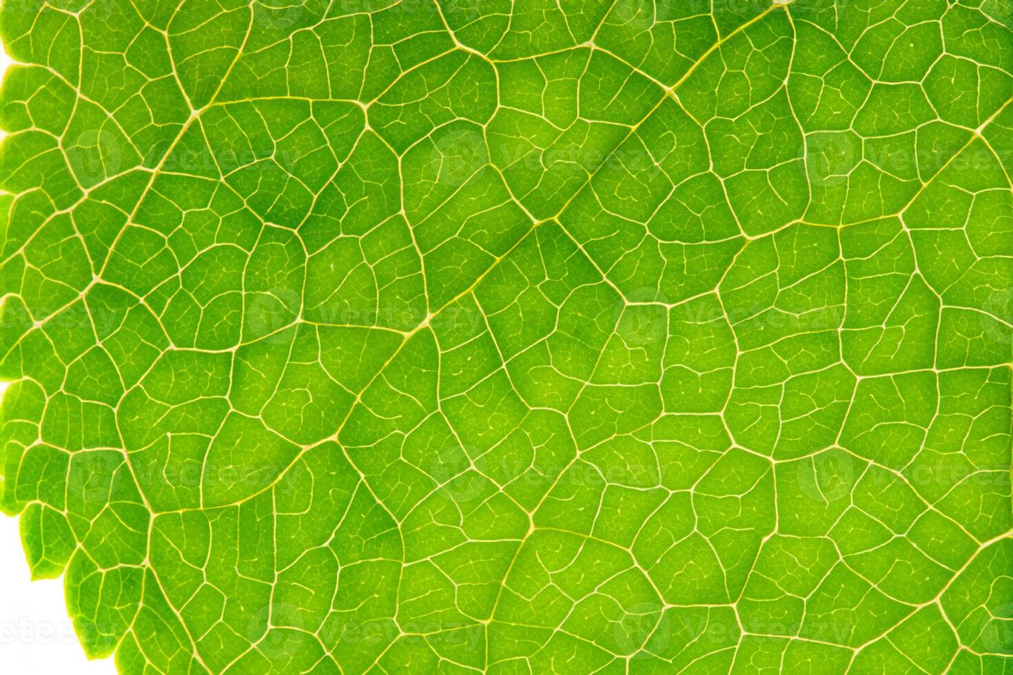 Exploring the Sublime Beauty of a Beautiful Macro Leaf, Where Intricate Veins and Vivid Textures Unfold, Creating an Enchanting Microcosm of Nature's Delicate Artistry photo