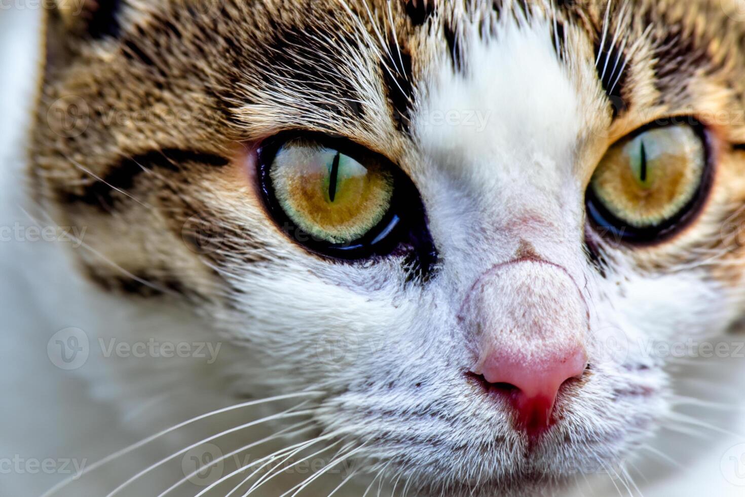 Exploring the Allure of a Beautiful Scottish Fold Cat, where Whiskered Elegance and Playful Charm Unite in a Mesmerizing Portrait of Cuddly Delight photo