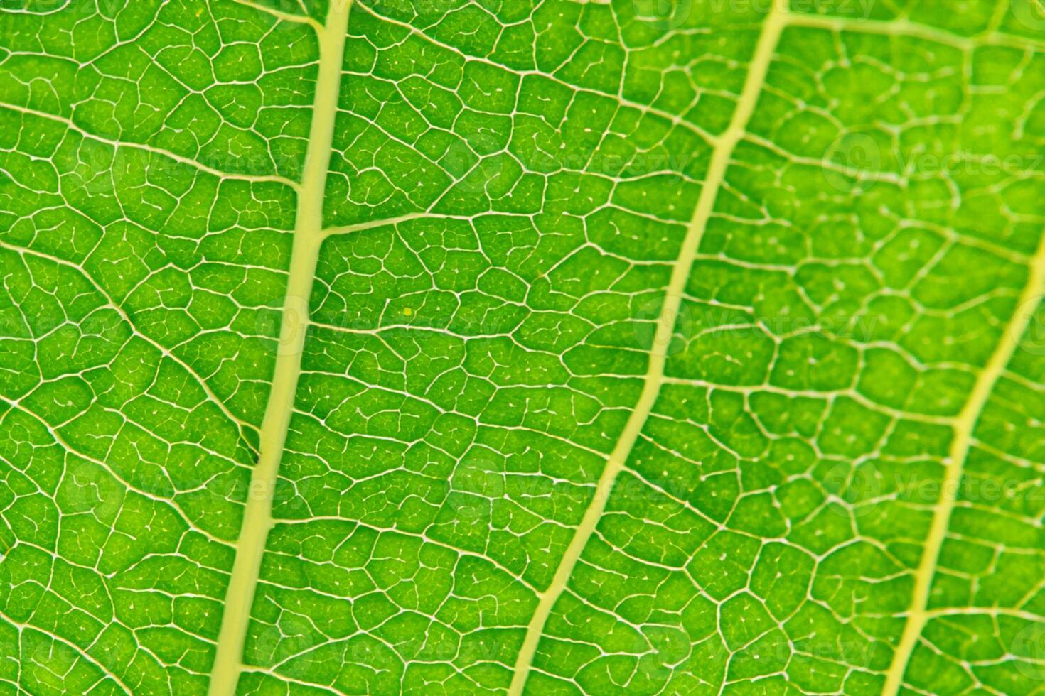 Exploring the Sublime Beauty of a Beautiful Macro Leaf, Where Intricate Veins and Vivid Textures Unfold, Creating an Enchanting Microcosm of Nature's Delicate Artistry photo