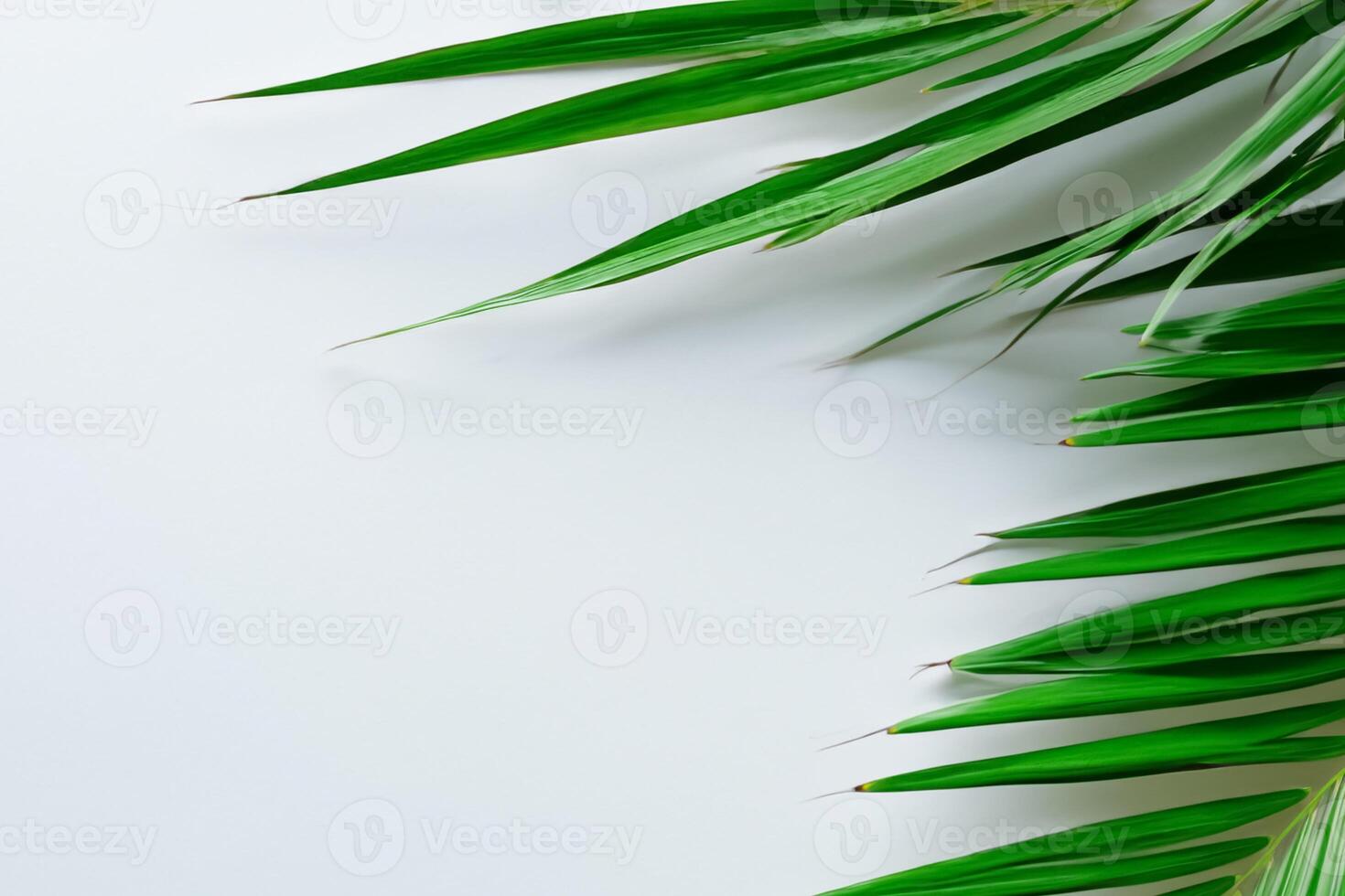 Reveling in the Tropical Splendor of Beautiful Palm Leaves, Where Sun-Kissed Fronds Sway in Nature's Rhythm, Crafting a Breathtaking Tapestry of Exotic Elegance and Endless Tranquility photo