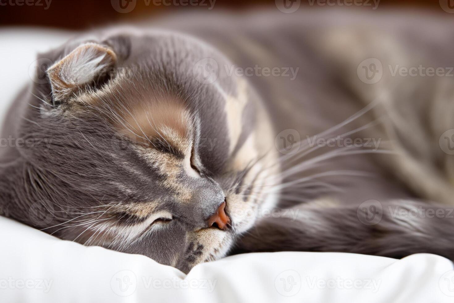 Embracing the Beauty of a Beautiful Cute Whiskered Charm Scottish Fold, Where Playful Elegance and Endearing Whiskers Combine in a Captivating Portrait of Feline Delight, Bringing Joy to Every Heart photo