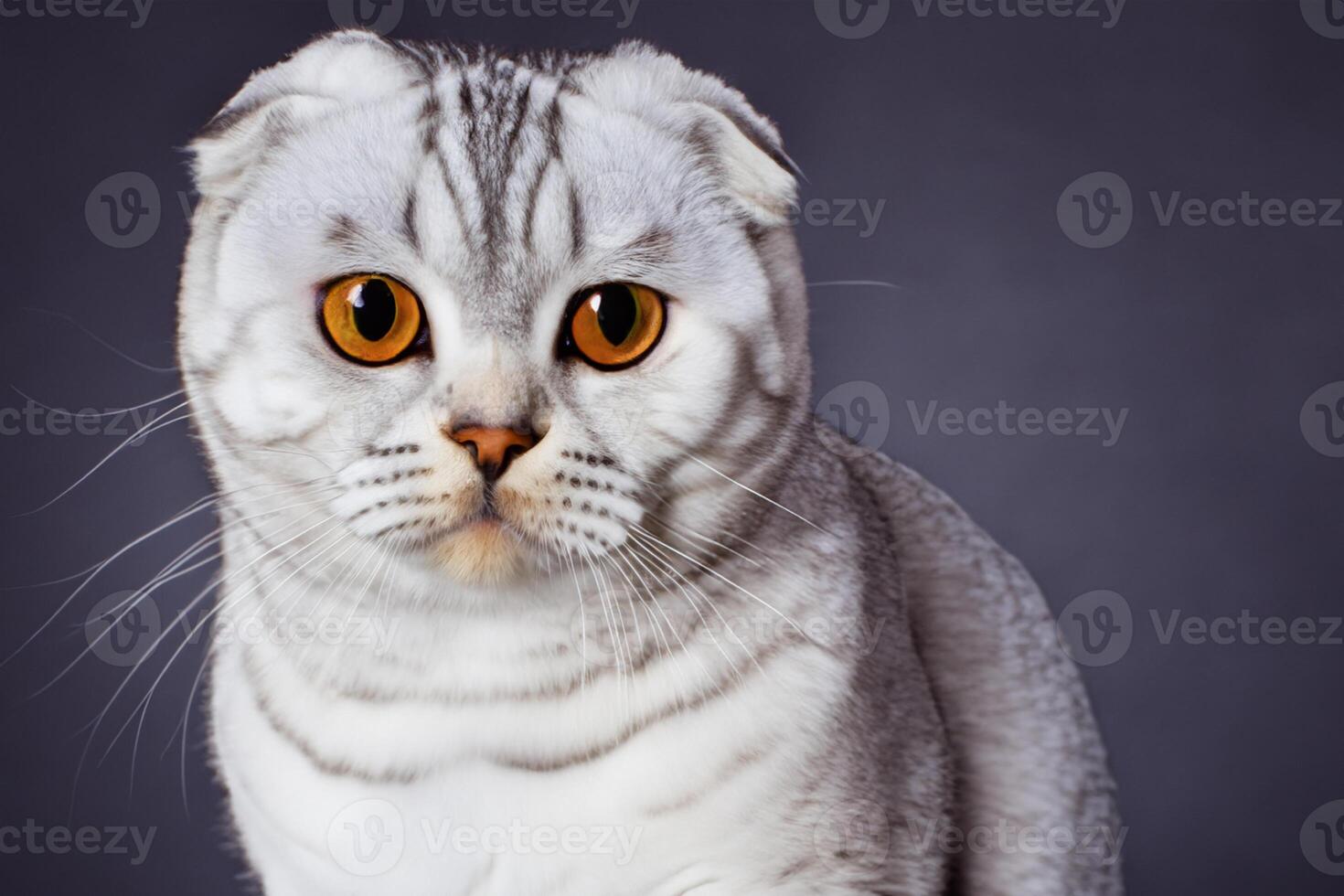 Embracing the Beauty of a Beautiful Cute Whiskered Charm Scottish Fold, Where Playful Elegance and Endearing Whiskers Combine in a Captivating Portrait of Feline Delight, Bringing Joy to Every Heart photo
