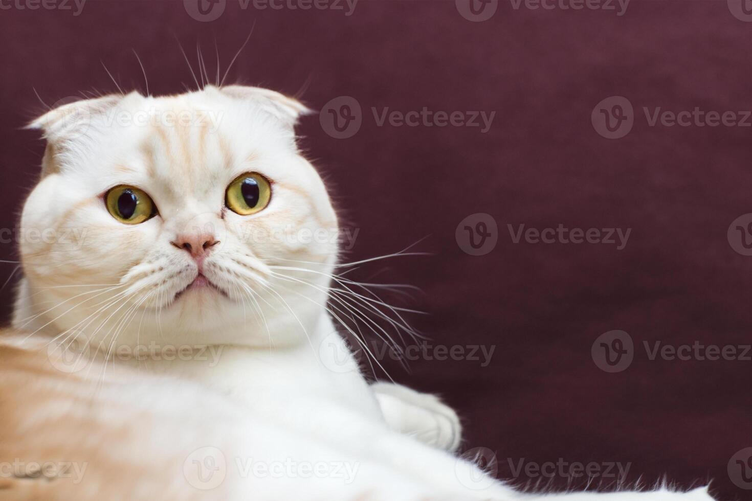 Exploring the Allure of a Beautiful Scottish Fold Cat, where Whiskered Elegance and Playful Charm Unite in a Mesmerizing Portrait of Cuddly Delight photo