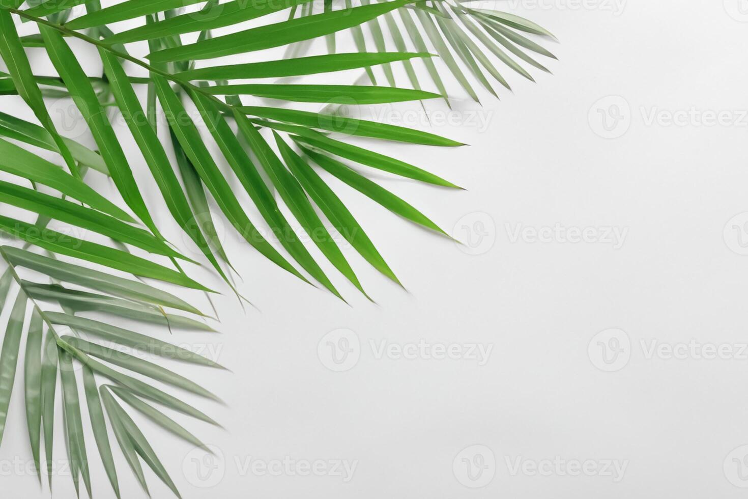 Reveling in the Tropical Splendor of Beautiful Palm Leaves, Where Sun-Kissed Fronds Sway in Nature's Rhythm, Crafting a Breathtaking Tapestry of Exotic Elegance and Endless Tranquility photo