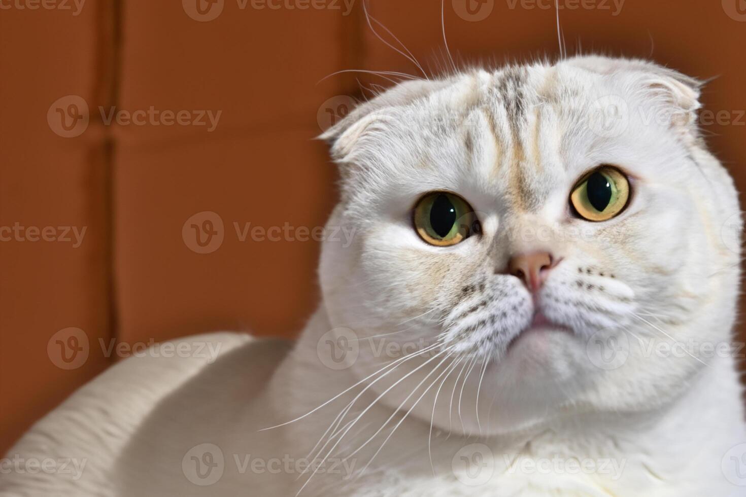 Exploring the Allure of a Beautiful Scottish Fold Cat, where Whiskered Elegance and Playful Charm Unite in a Mesmerizing Portrait of Cuddly Delight photo