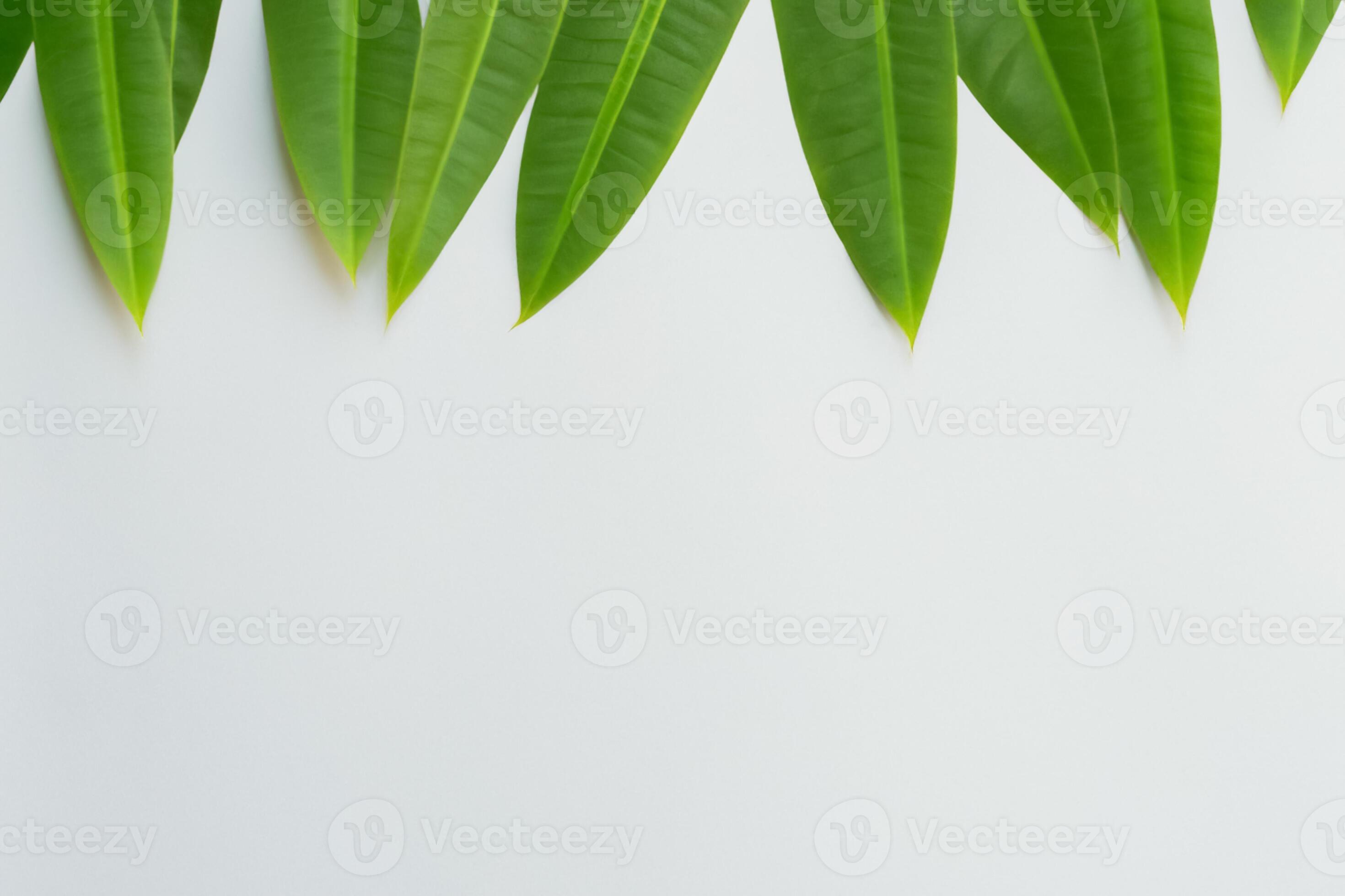 A Culinary Odyssey with the Beautiful Pandan Leaf, Infusing Delicate 