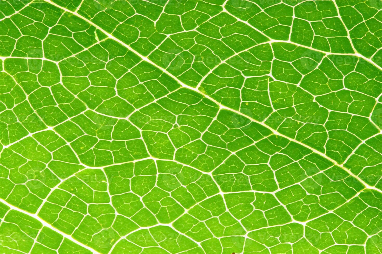 Unveiling Nature's Splendor in Every Delicate Vein, a Kaleidoscope of Beauty Adorns this Close-Up Elegance, where Greenery Becomes an Intricate Tapestry of Life photo