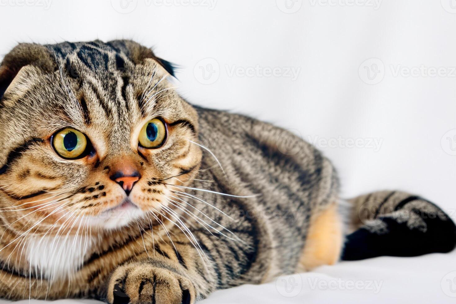 Exploring the Allure of a Beautiful Scottish Fold Cat, where Whiskered Elegance and Playful Charm Unite in a Mesmerizing Portrait of Cuddly Delight photo