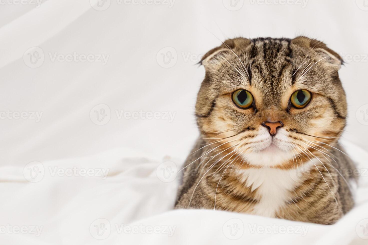 Unveiling the Irresistible Charms of a Beautiful Whiskered Scottish Fold, Where Playful Elegance Meets Feline Grace, Creating a Mesmerizing Portrait of Cuddly Whiskers and Endearing Fluffiness photo