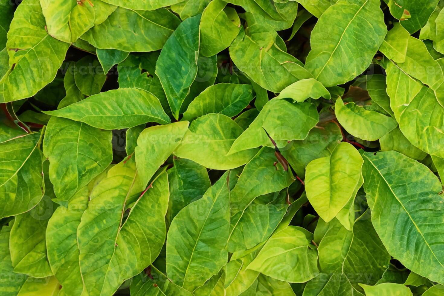 A Captivating Glimpse into the Beauty of Nature's Leaves, Where Each Vein Tells a Story of Life, Creating a Tranquil Canvas of Botanical Splendor and Green Elegance photo