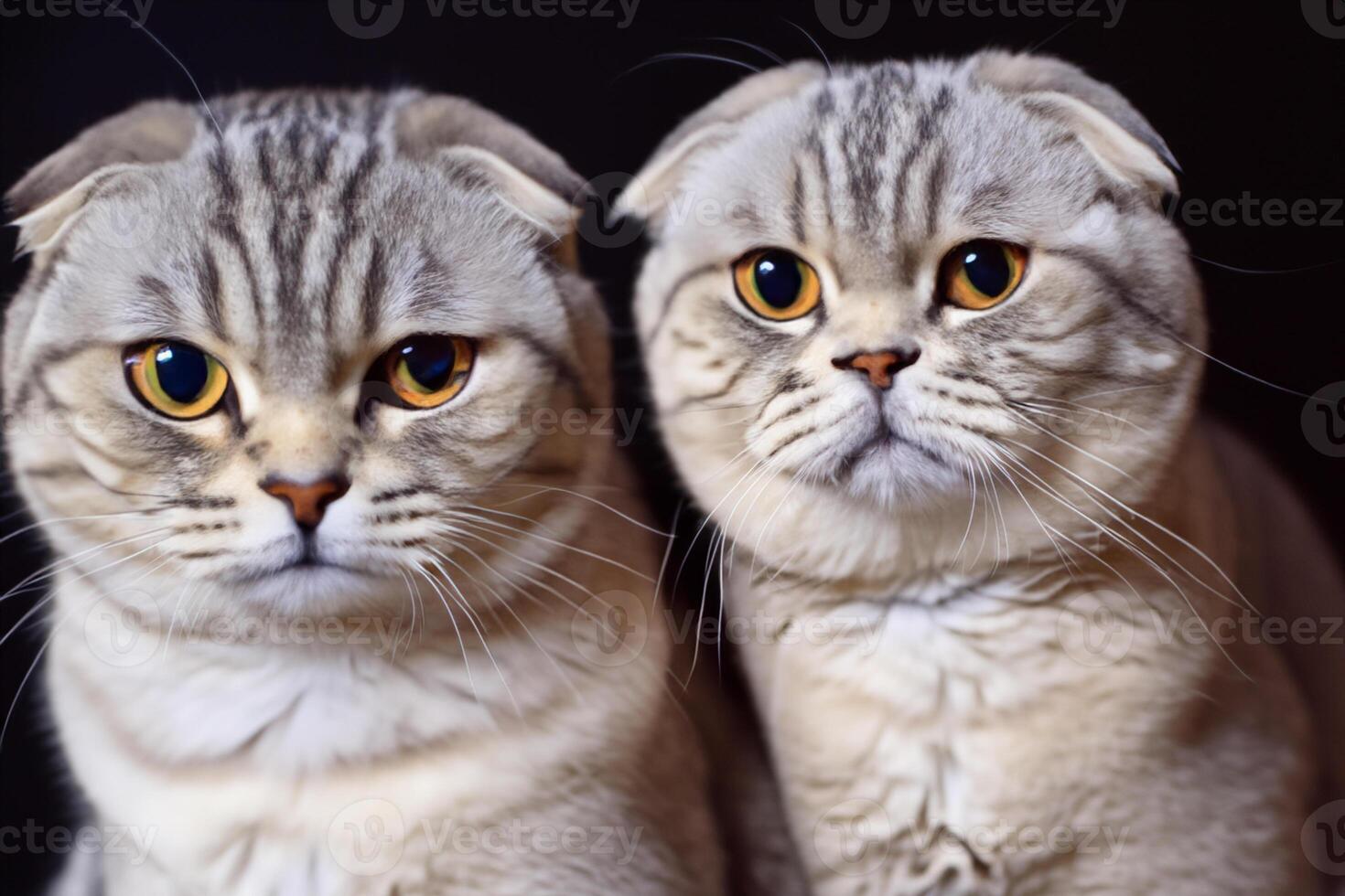 Embracing the Beauty of a Beautiful Cute Whiskered Charm Scottish Fold, Where Playful Elegance and Endearing Whiskers Combine in a Captivating Portrait of Feline Delight, Bringing Joy to Every Heart photo