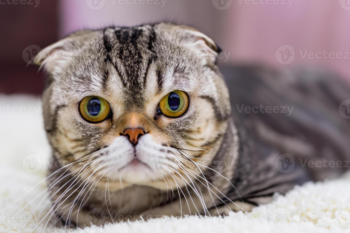 Embracing the Beauty of a Beautiful Cute Whiskered Charm Scottish Fold, Where Playful Elegance and Endearing Whiskers Combine in a Captivating Portrait of Feline Delight, Bringing Joy to Every Heart photo