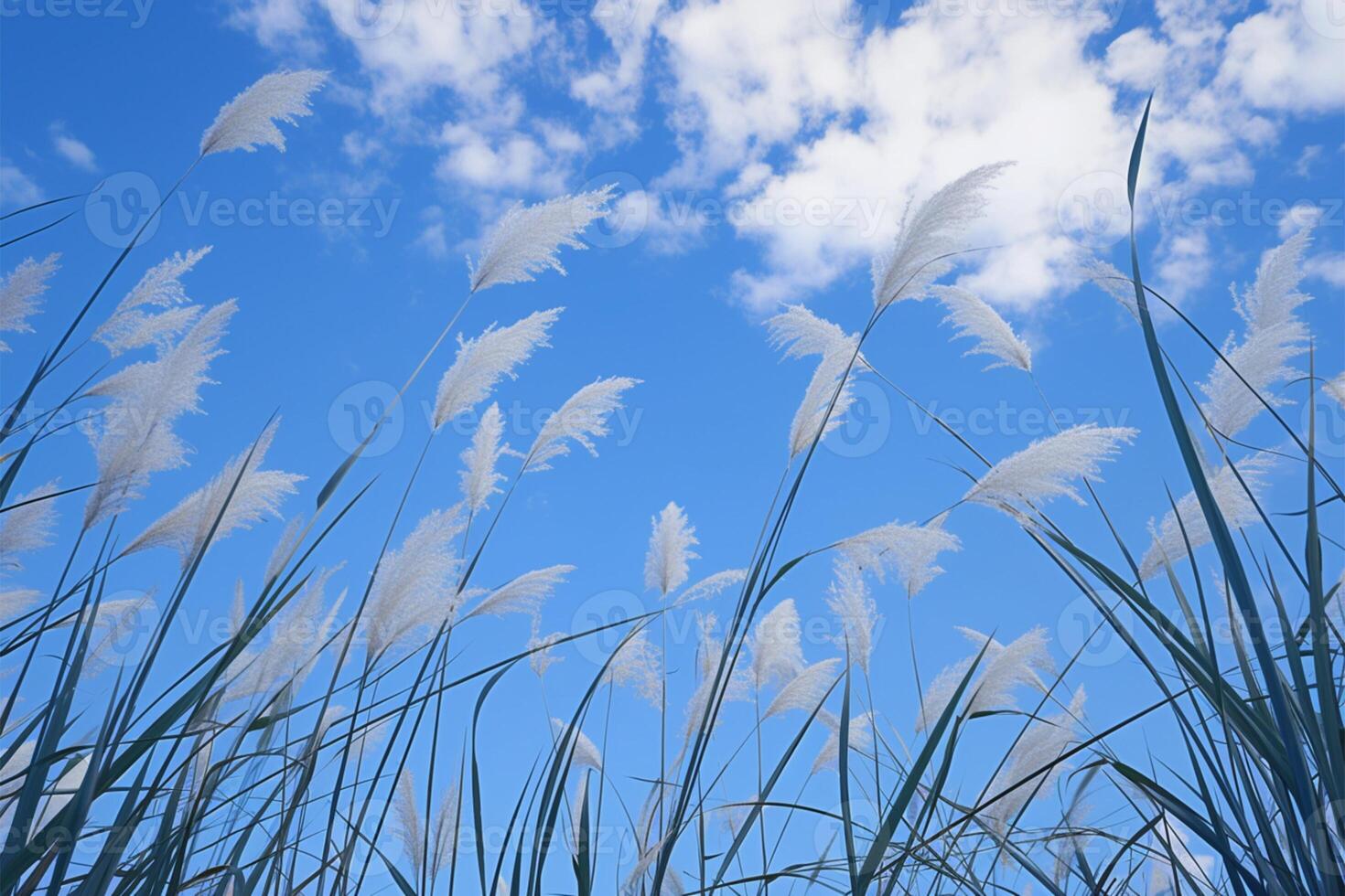 ai generado brillante azul cielo con Junco flor phragmites australis desde abajo foto