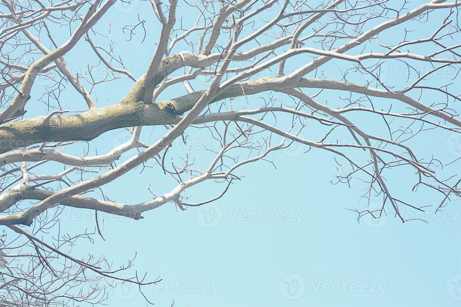 AI generated view Bright blue sky background Dry tree branches in the foreground photo