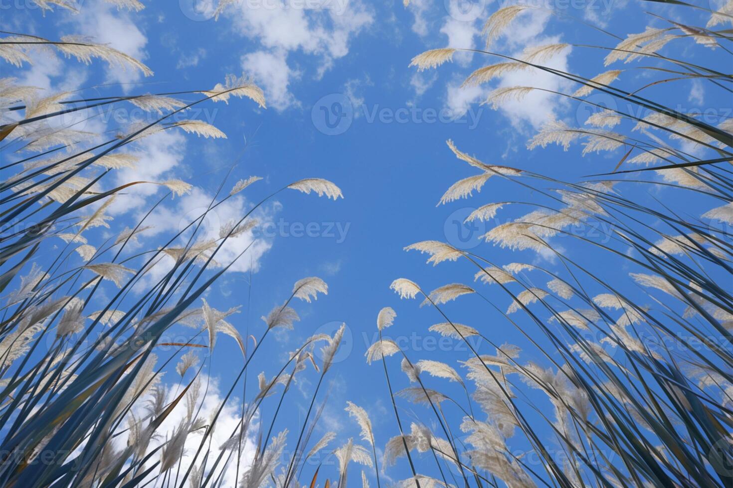 AI generated Reed flower in the sky Phragmites australis, bottom view perspective photo
