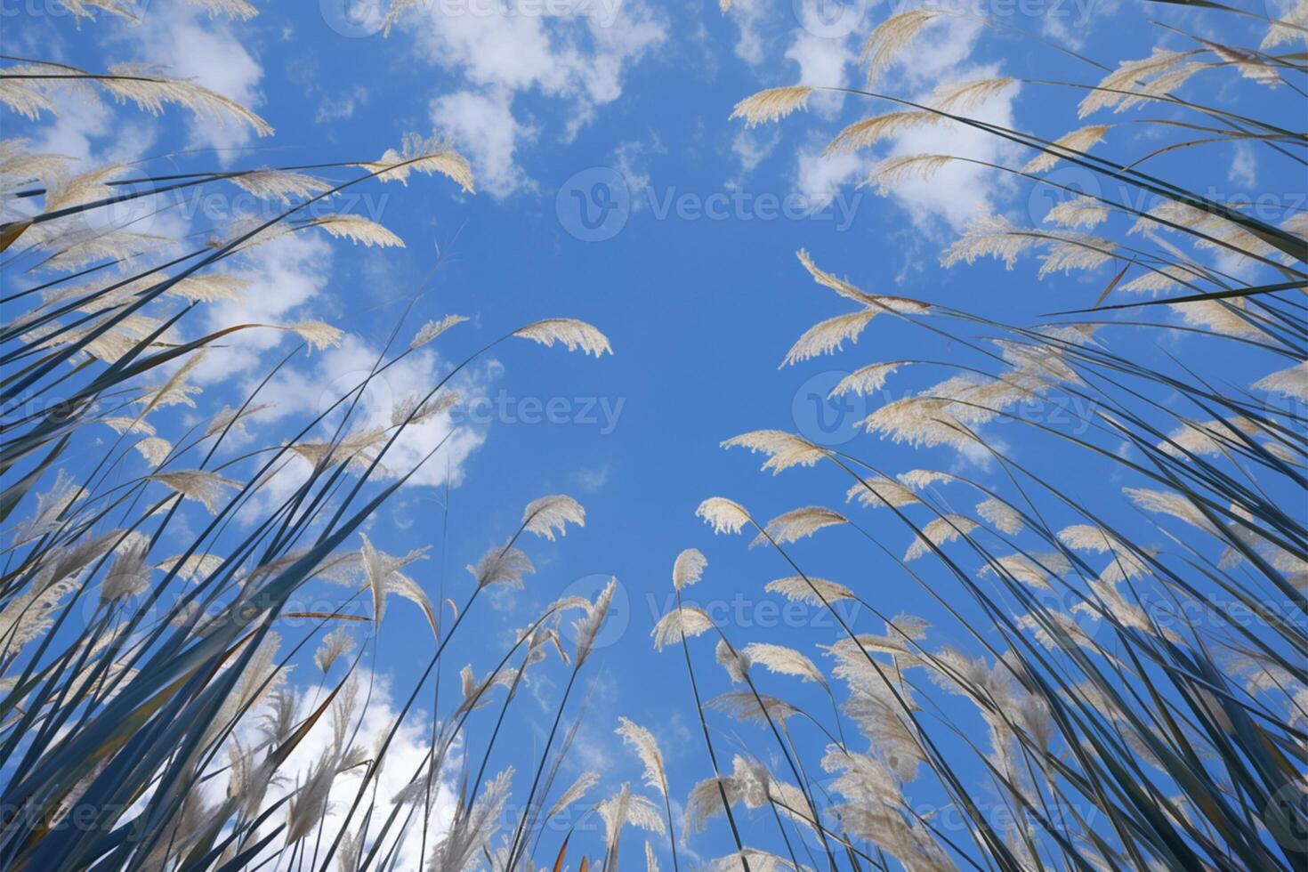 AI generated Reed flower in the sky Phragmites australis, bottom view perspective photo