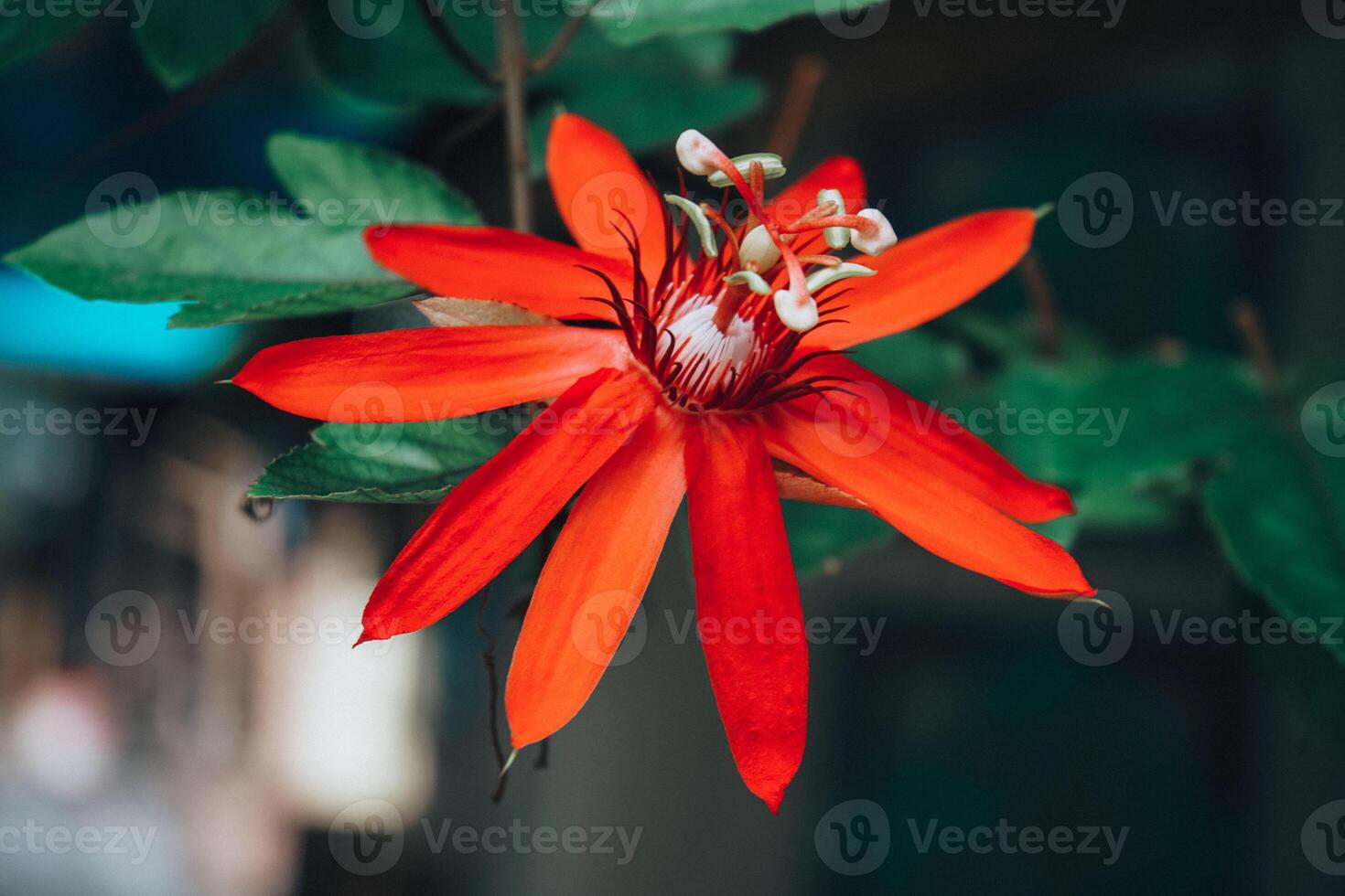 Beautiful Red Passion Flower Passifloraceae in Ancol Eco Park Jakarta photo