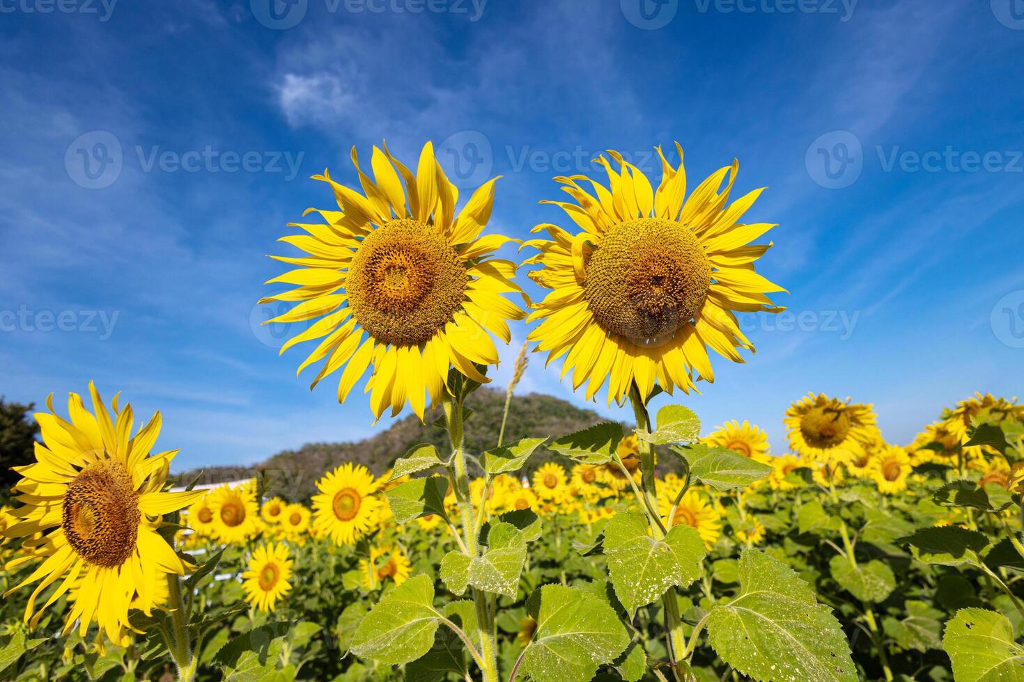 Sunflowers on an agricultural field in Asia. Plant yellow flowers and sunflower seeds. backgroud nature blue sky and mountains. during nice sunny winter day in farmer's garden. photo