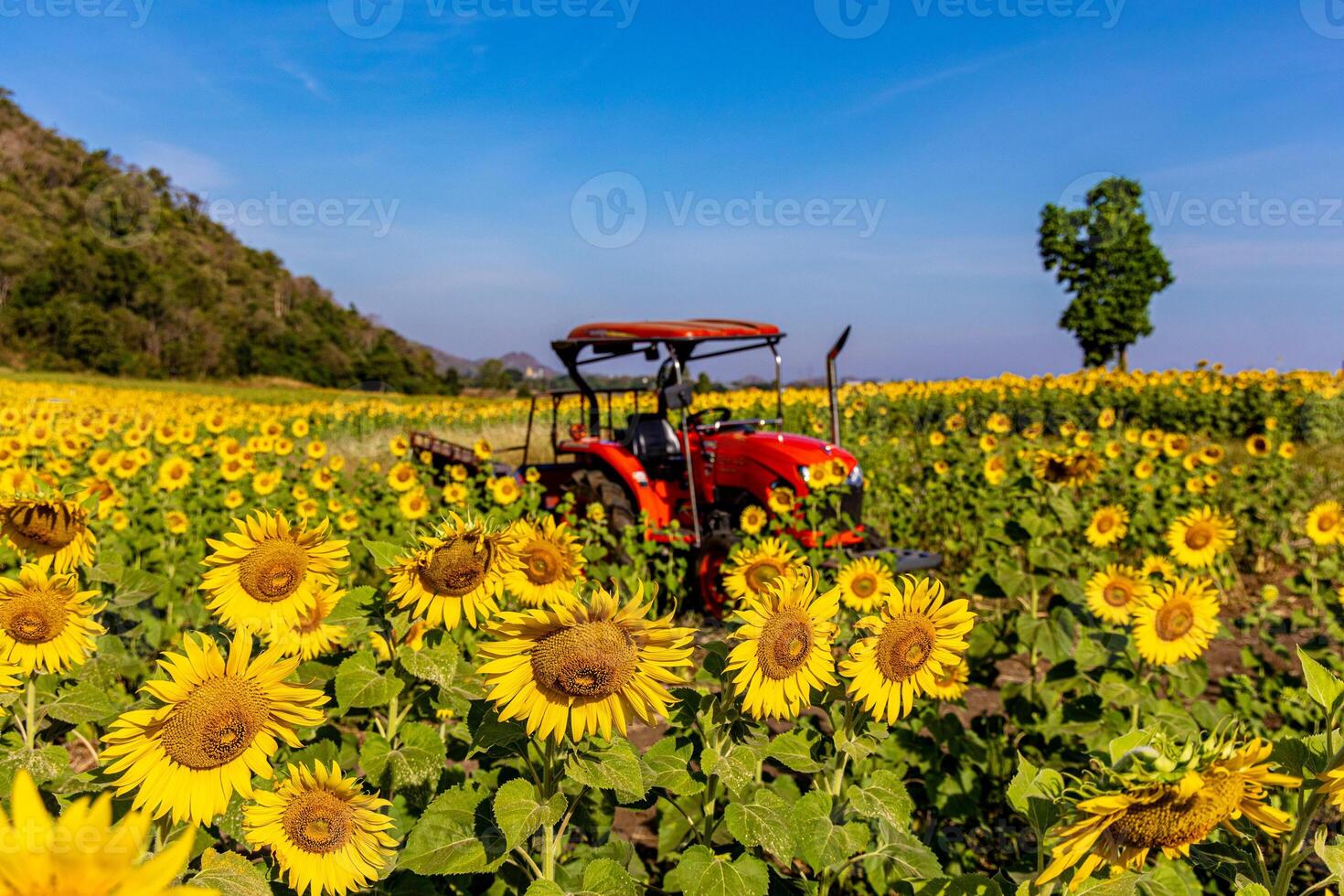 girasoles en un agrícola campo en Asia. planta amarillo flores y girasol semillas fondo naturaleza azul cielo y montañas. durante bonito soleado invierno día en agricultores jardín. foto