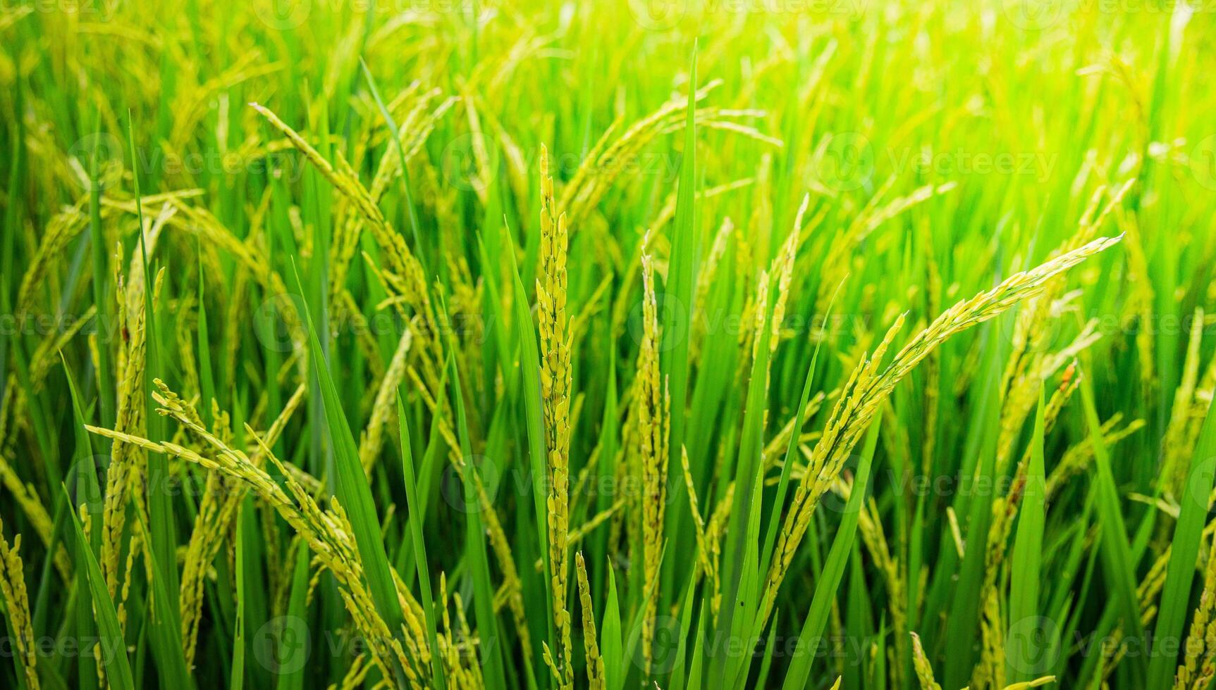 Green rice field. Rice ears in the rainy season. Rice field landscape. photo