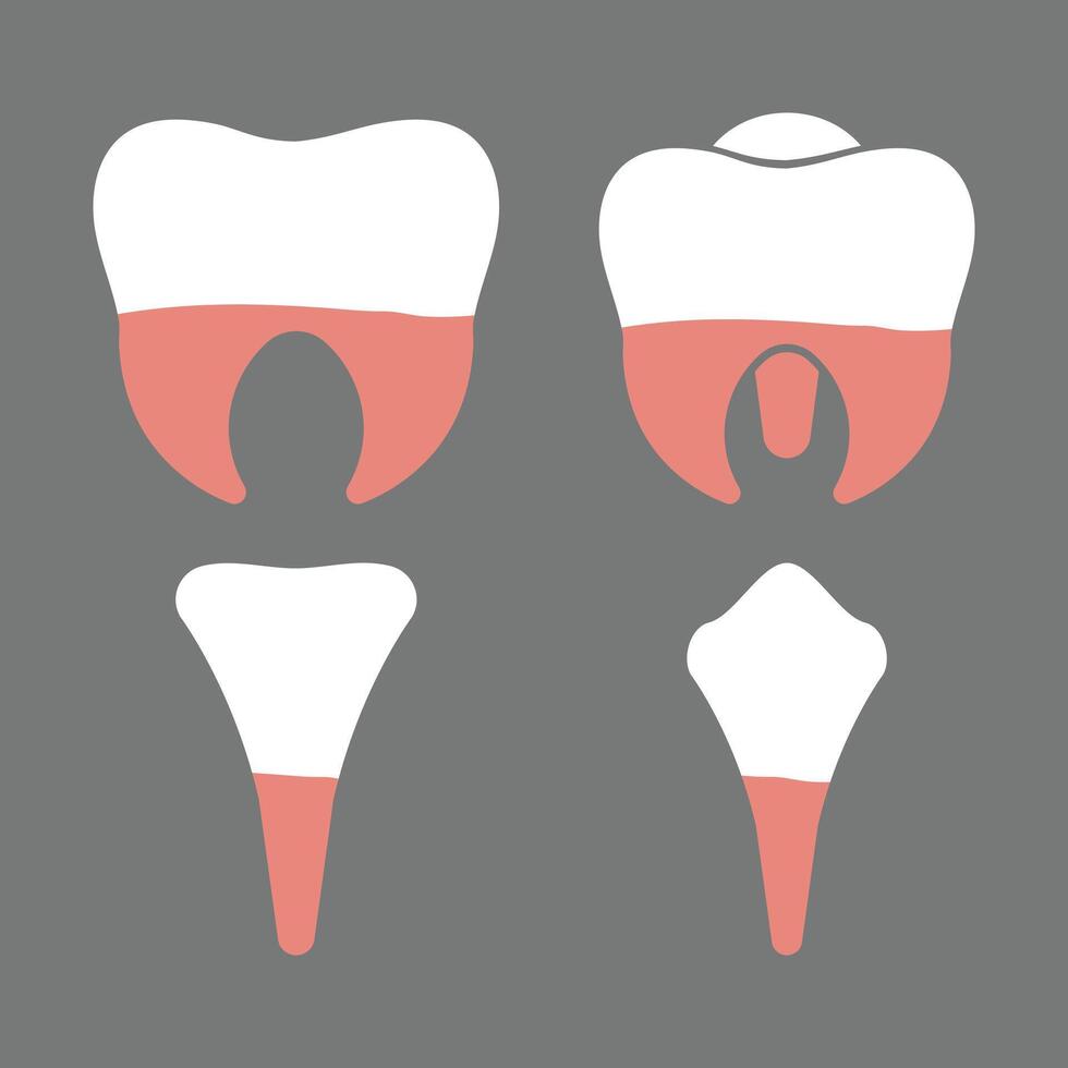 molares, premolares, incisivos y canino humano dientes tipos diagrama para educación propósitos en gris antecedentes vector