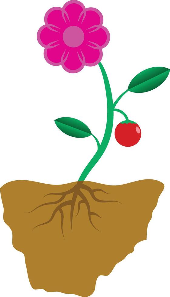 Parts of a Fruit Plant Simple Illustration Parts for Educational Purposes vector